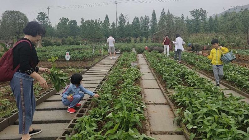 有机蔬菜直供：如何挑选高品质的绿色农产品