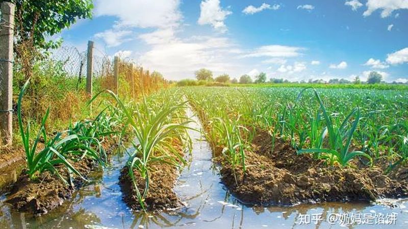 生鲜配送蔬菜水果批发报价单模板：构建高效供应链的关键