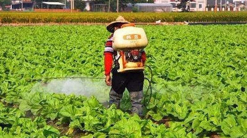 上海果蔬配送公司食材来源揭秘：从田间到餐桌的绿色旅程**